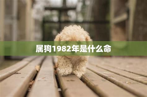 1982年是什么狗